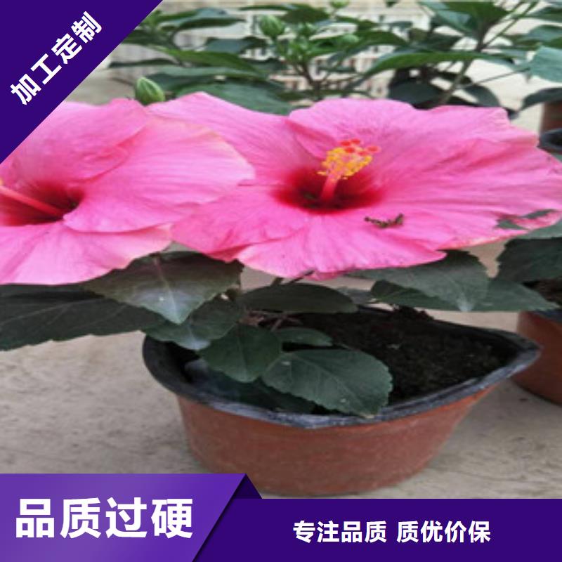 花海景观鲁冰花/粉黛乱子草源厂供货