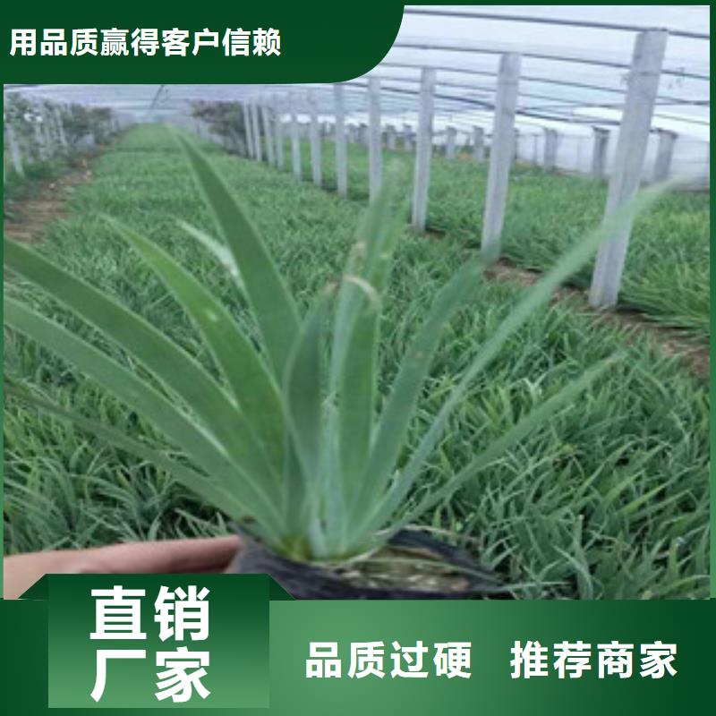 【花海景观-水生植物/荷花睡莲设备齐全支持定制】