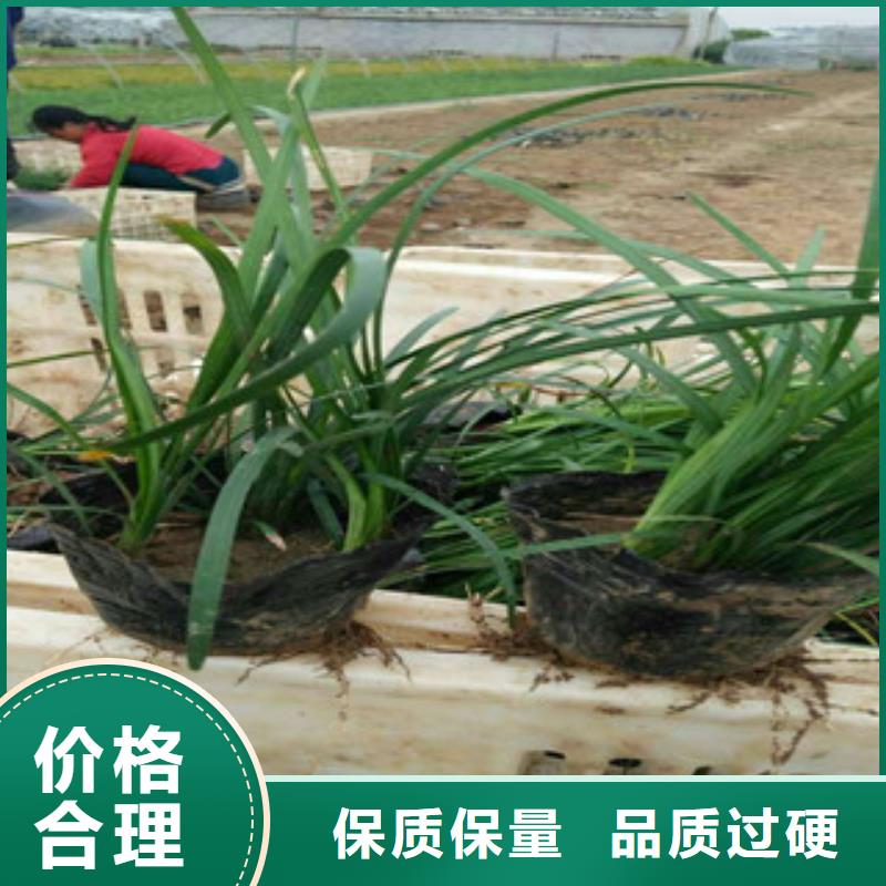 【花海景观】,耐寒耐旱草花基地用心制造