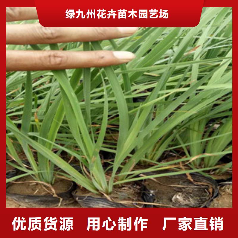 【花海景观-水生植物/荷花睡莲设备齐全支持定制】