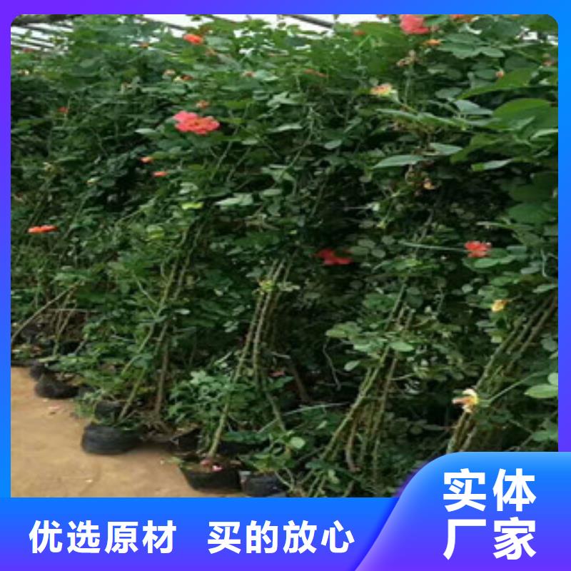 花海景观【鲁冰花/粉黛乱子草】懂您所需