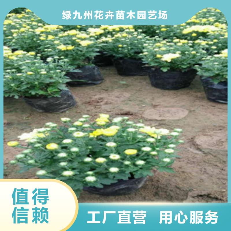 花海景观耐寒耐旱草花基地品质保障价格合理