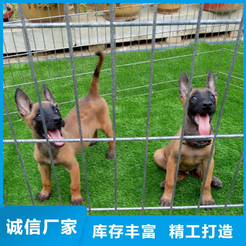 |个旧|弥勒|丽江|保山|昭通|临沧|怒江|德宏|楚雄【 马犬厂诚信经营】-【一品】