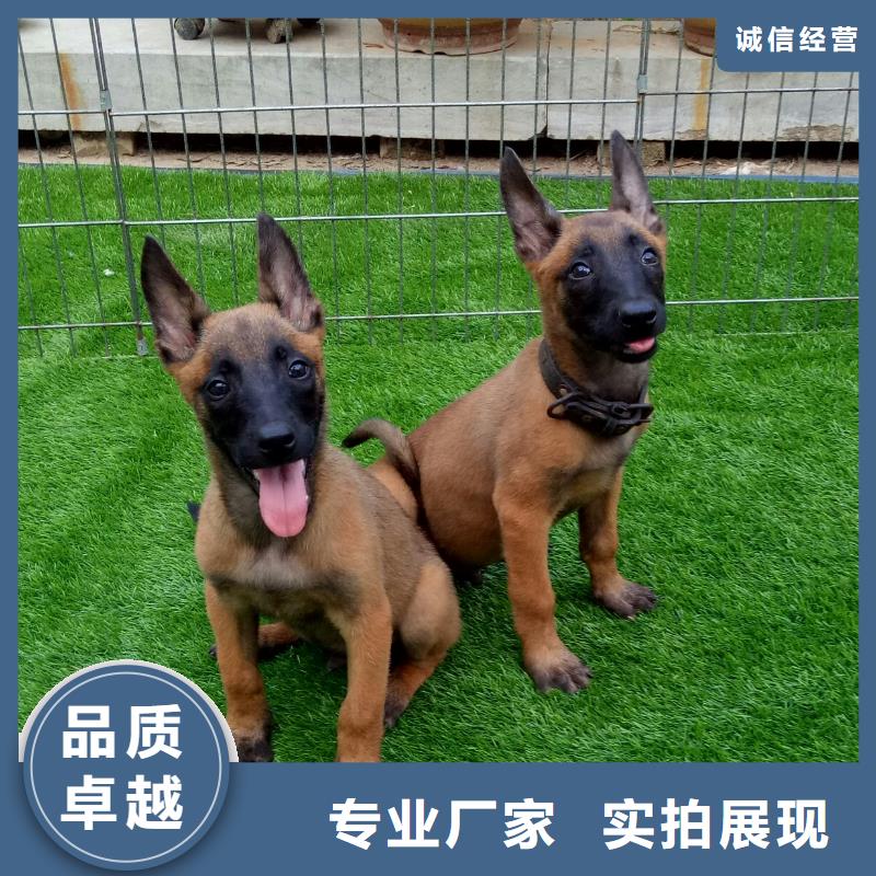 |个旧|弥勒|丽江|保山|昭通|临沧|怒江|德宏|楚雄【 马犬厂诚信经营】-【一品】