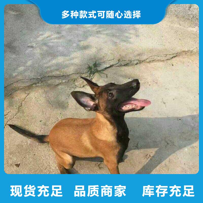 |个旧|弥勒|丽江|保山|昭通|临沧|怒江|德宏|楚雄【 马犬厂诚信经营】-【一品】