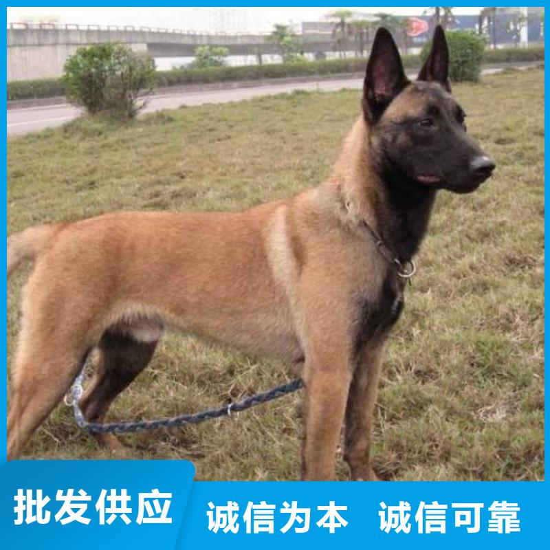 【 马犬国标检测放心购买】|-一品犬舍(惠州市分公司)