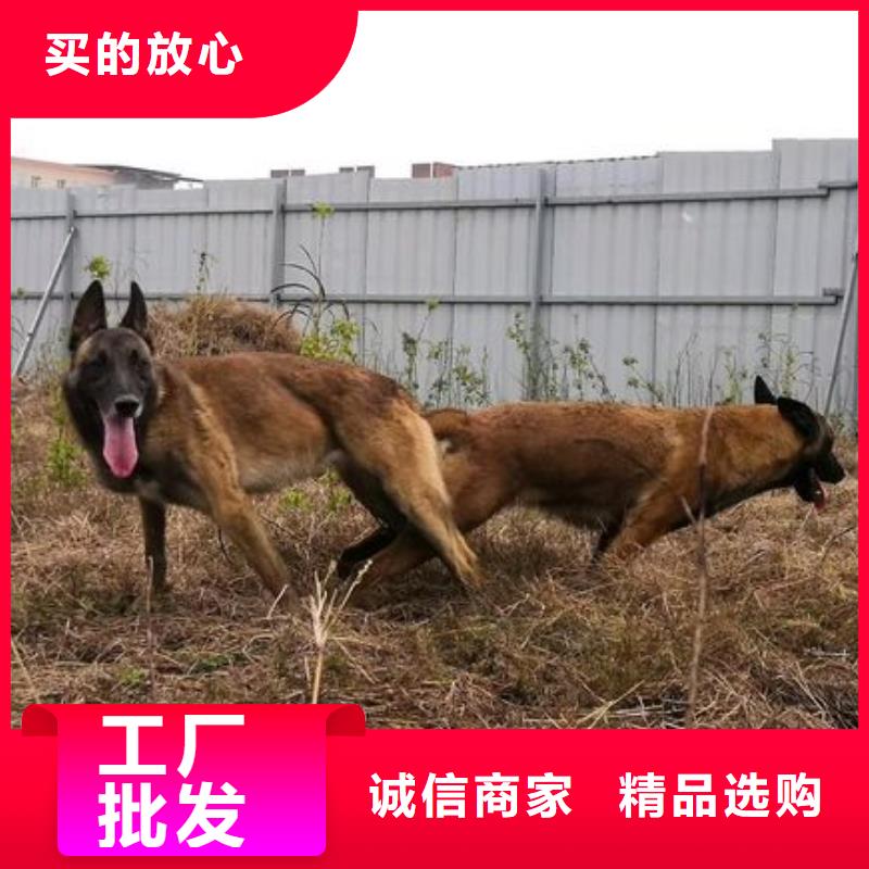 |个旧|弥勒|丽江|保山|昭通|临沧|怒江|德宏|楚雄【 马犬厂诚信经营】-【一品】