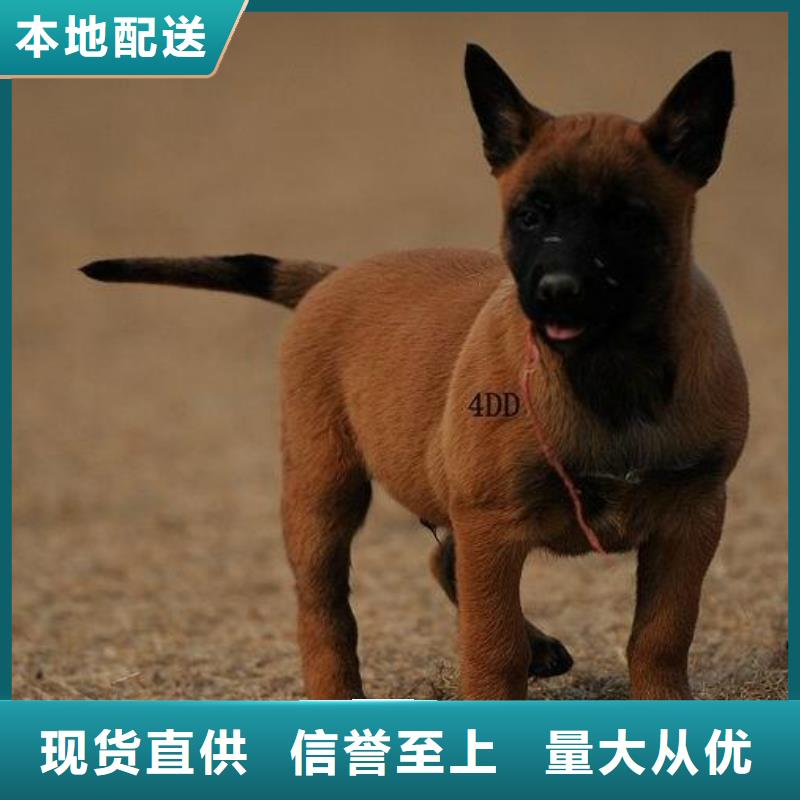 【 马犬国标检测放心购买】|-一品犬舍(惠州市分公司)