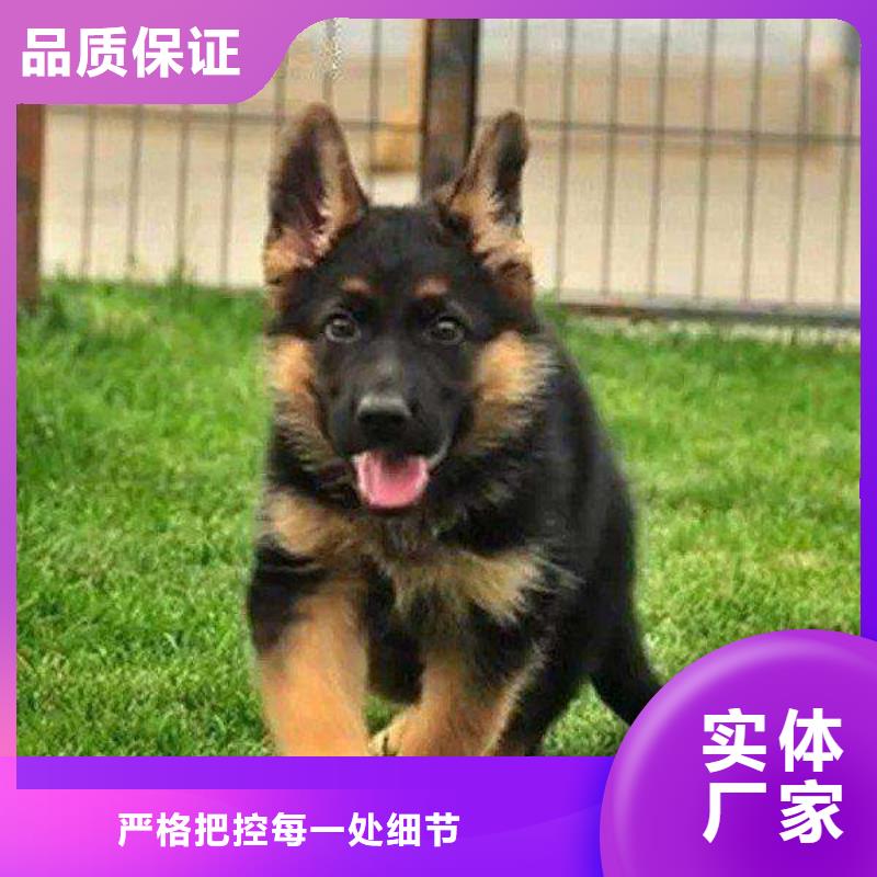 德国牧羊犬【黑狼】选择大厂家省事省心