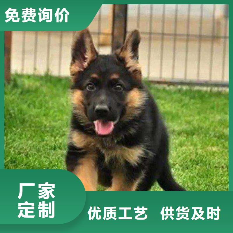 德国牧羊犬_高加索犬实体厂家