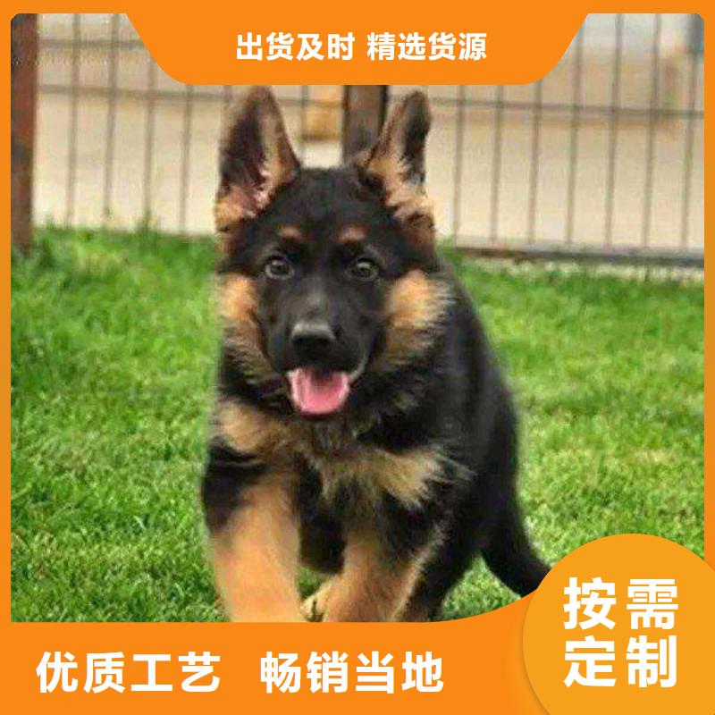 【德国牧羊犬高加索犬专业设计】