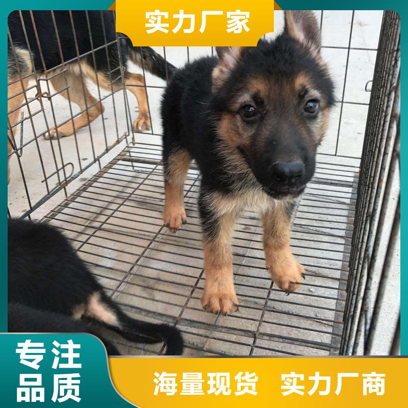 德国牧羊犬马犬可定制有保障