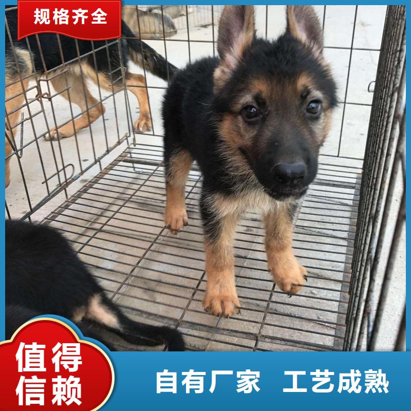 【德国牧羊犬】-杜宾犬来图定制量大从优