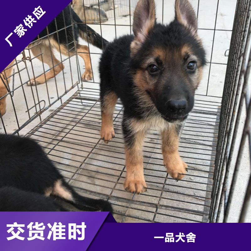 【德国牧羊犬】_罗威纳犬用好材做好产品