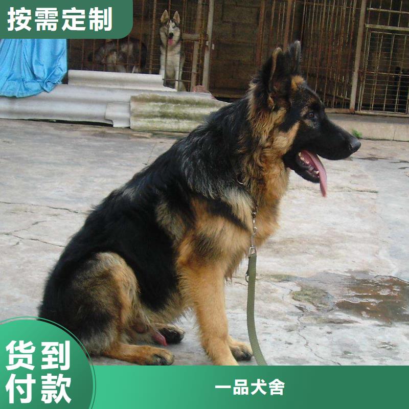 德国牧羊犬德牧犬省心又省钱