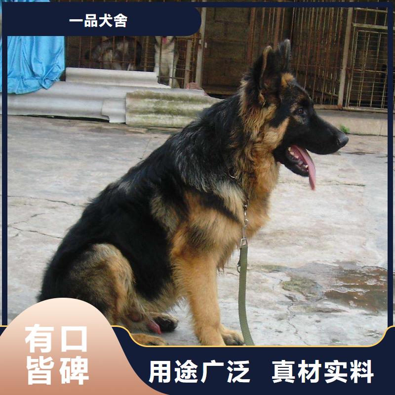 德国牧羊犬_【德牧犬】热销产品