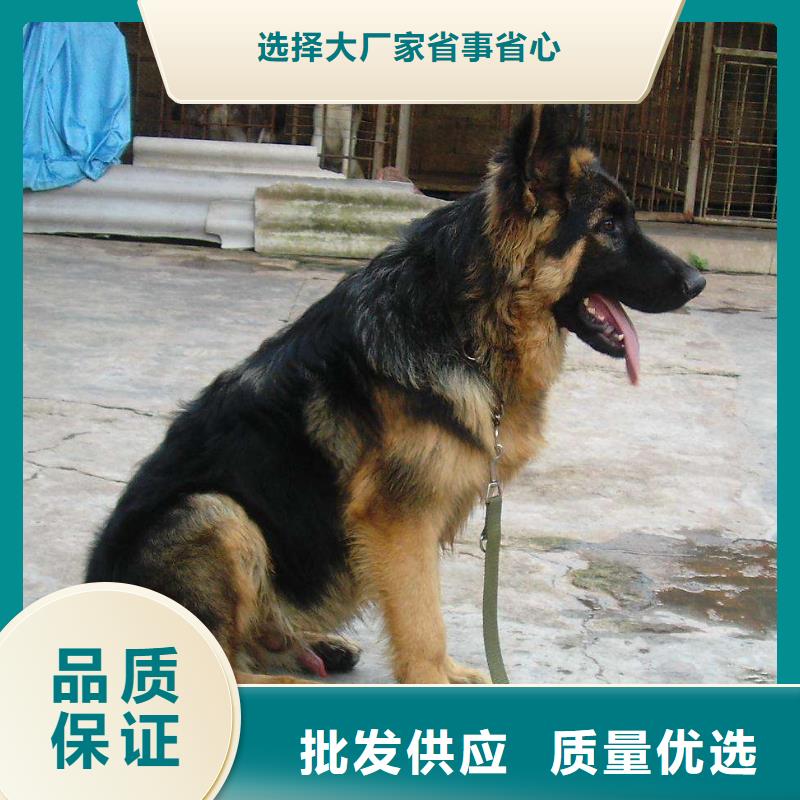 德国牧羊犬马犬材质实在