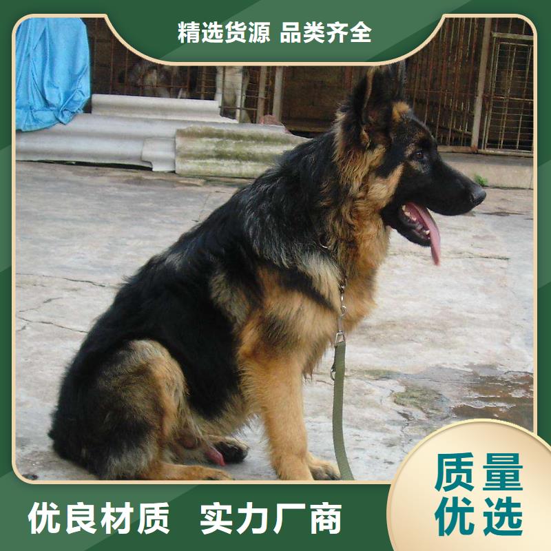 德国牧羊犬杜高犬诚信为本