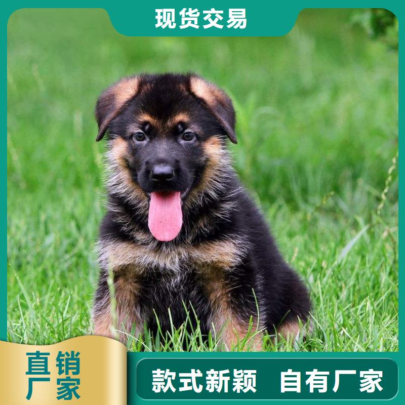 德国牧羊犬杜高犬实力优品