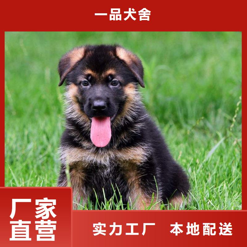 德国牧羊犬_德牧犬一站式供应厂家