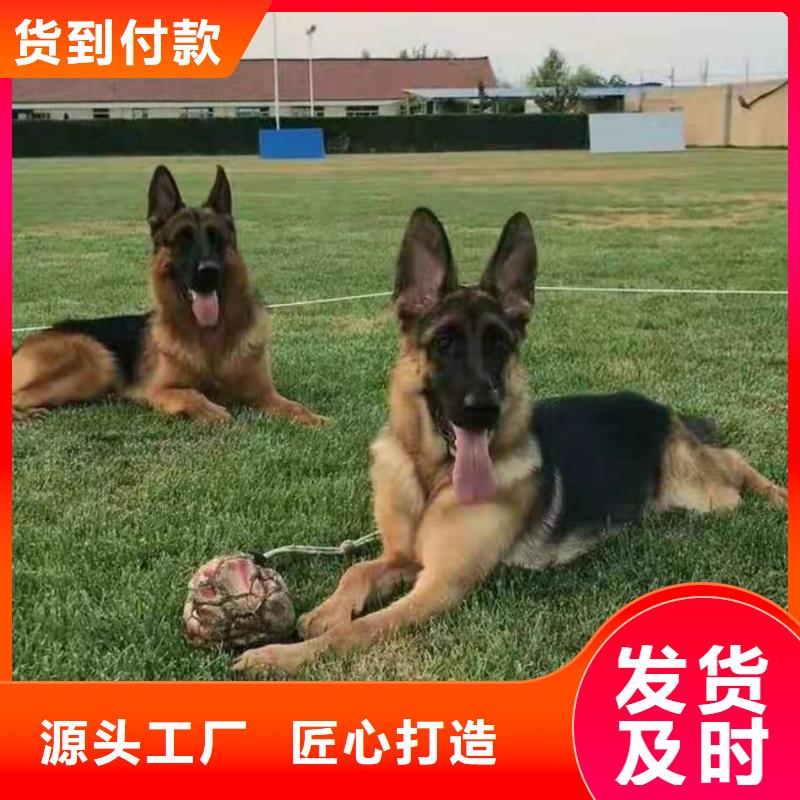 德国牧羊犬比特犬优质货源