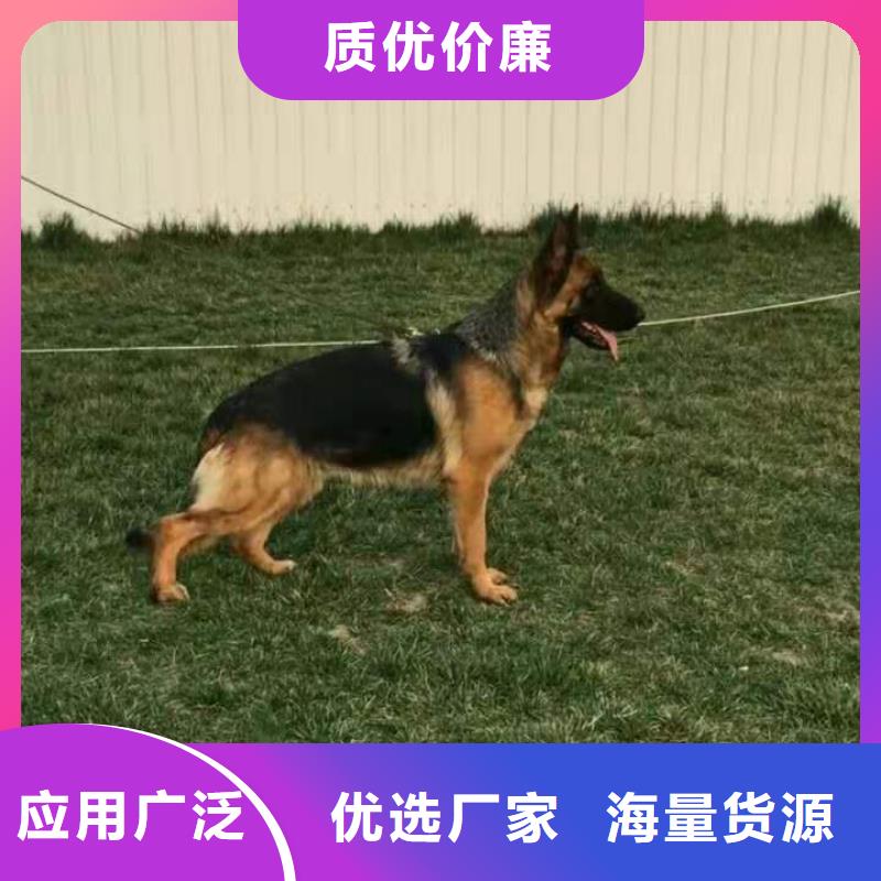 【德国牧羊犬高加索犬专业设计】