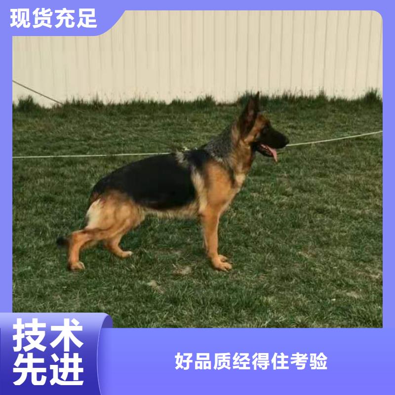 德国牧羊犬-拉布拉多犬货源直销