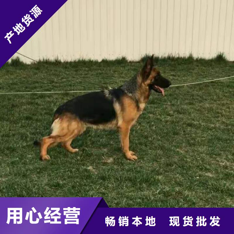 德国牧羊犬德牧犬全新升级品质保障