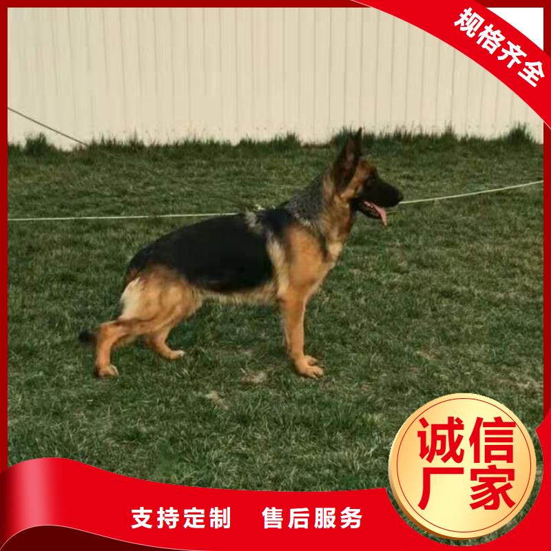 【德国牧羊犬卡斯罗犬贴心服务】