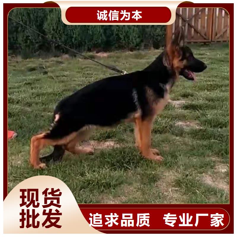 德国牧羊犬【马犬】厂家直接面向客户