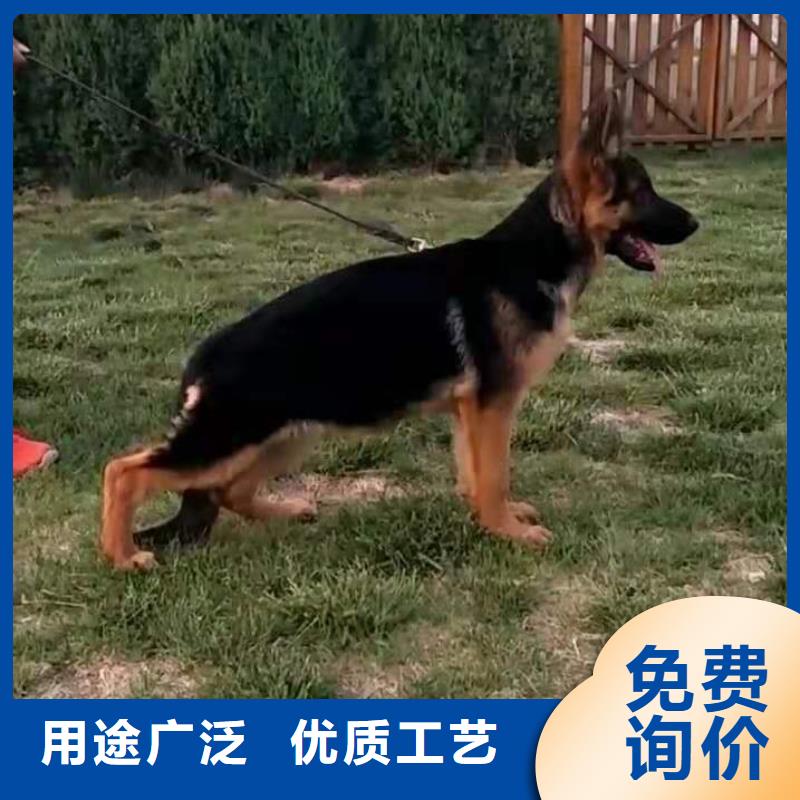 襄阳德国牧羊犬罗威纳犬一手货源源头厂家