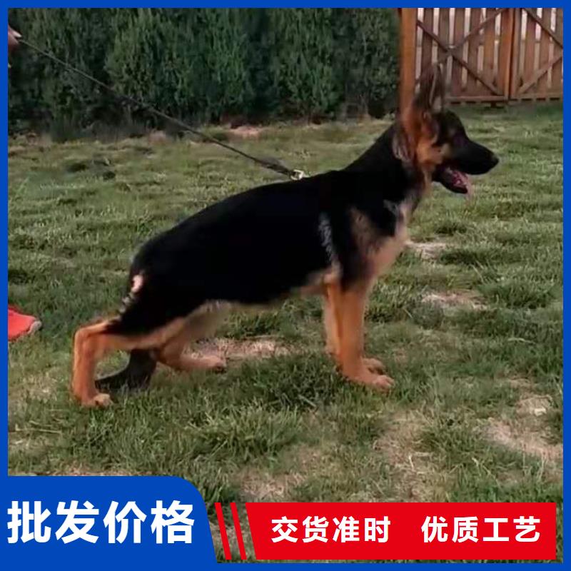 德国牧羊犬马犬畅销本地