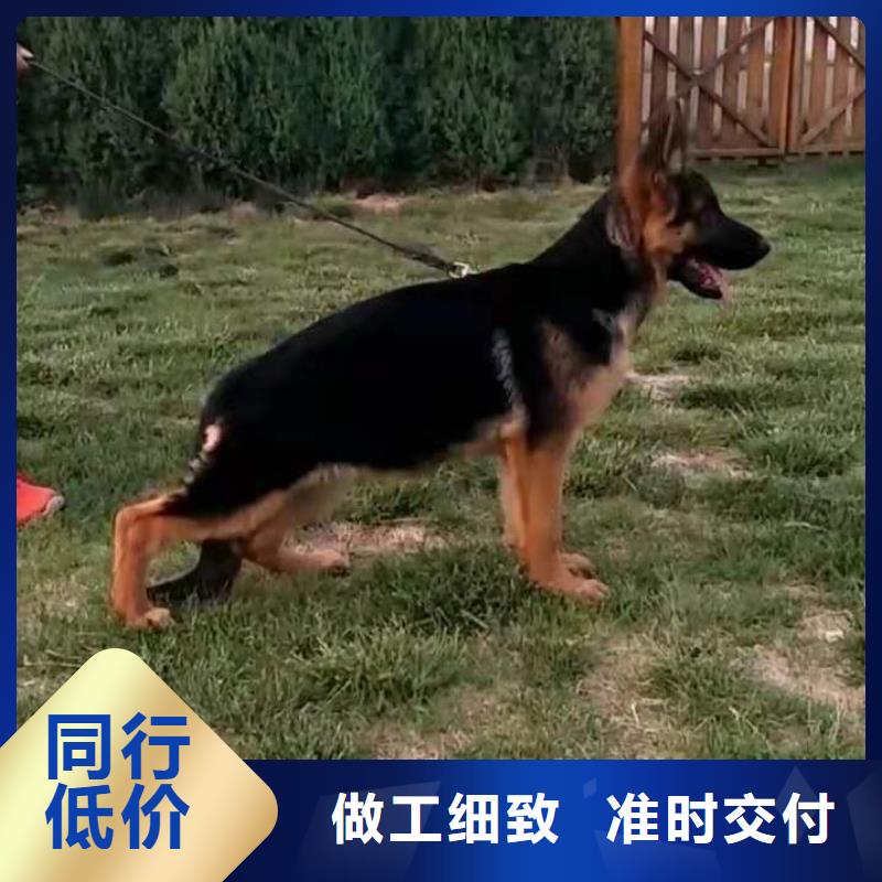 德国牧羊犬罗威纳犬闪电发货