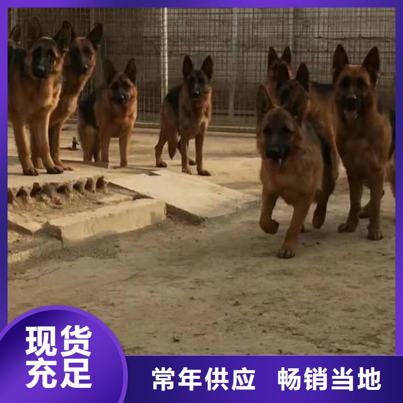 【德国牧羊犬】马犬严格把控每一处细节