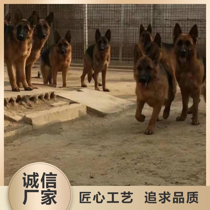 德国牧羊犬-马犬让利客户