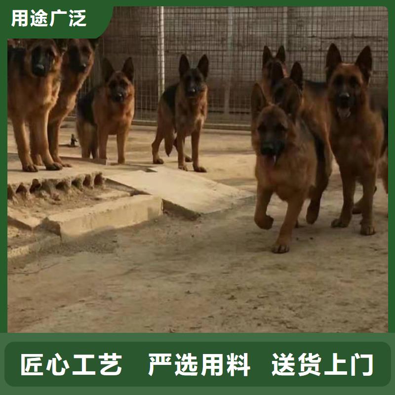 德国牧羊犬,拉布拉多犬质量为本