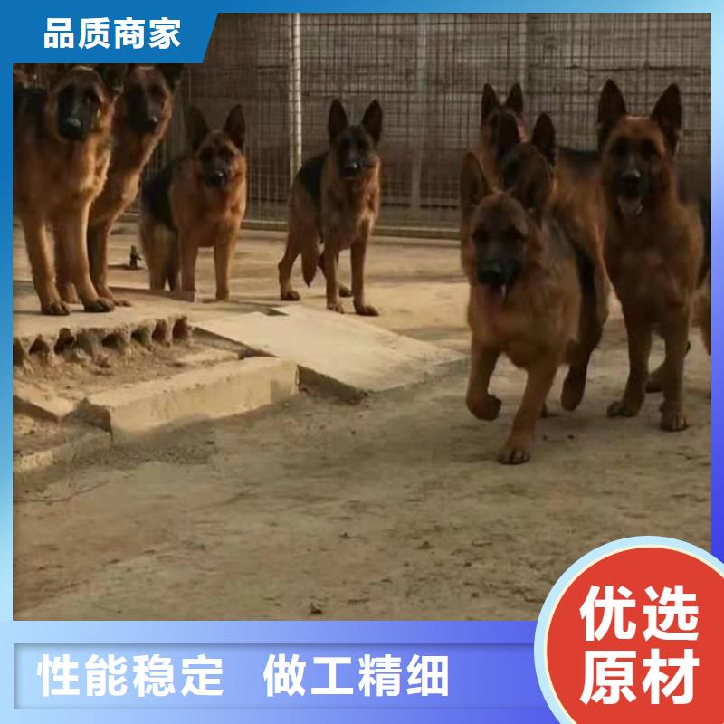 德国牧羊犬马犬来电咨询