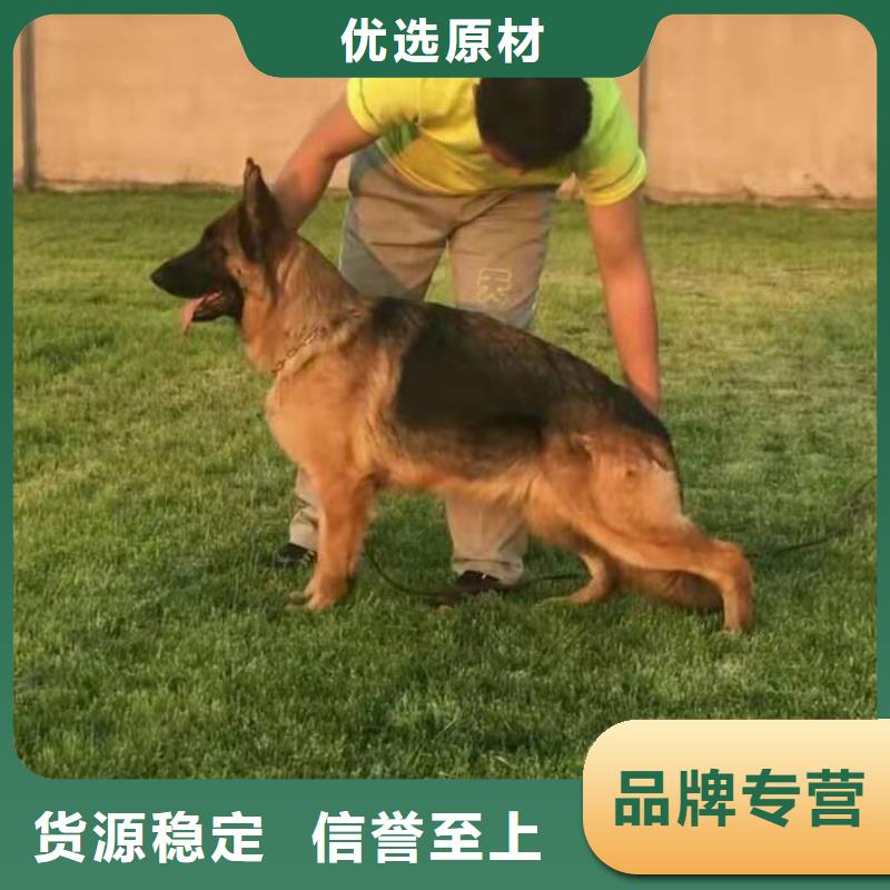 德国牧羊犬_高加索犬源头厂家直销