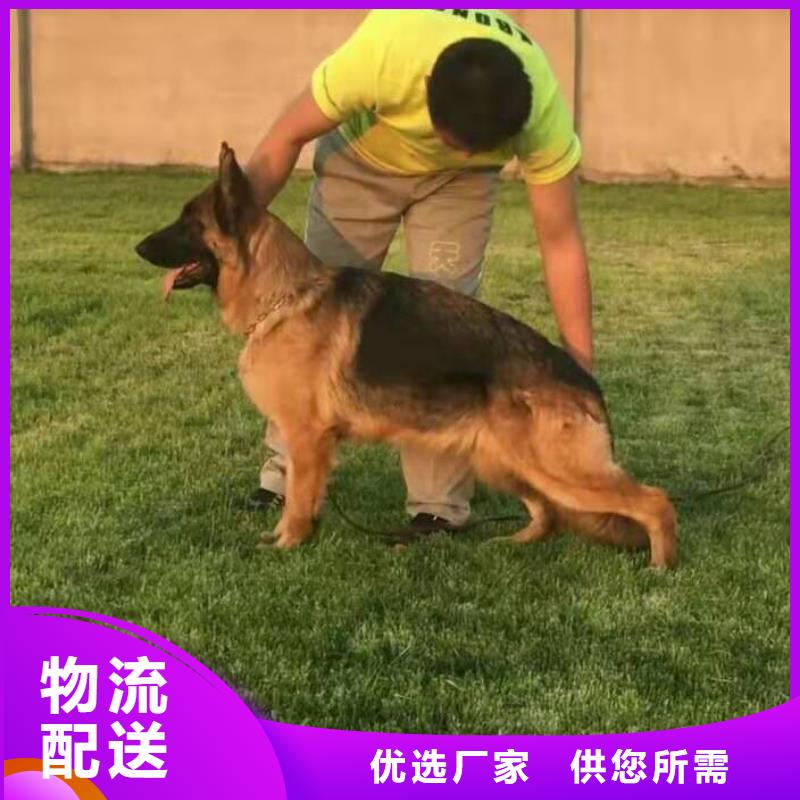 德国牧羊犬罗威纳犬厂家售后完善