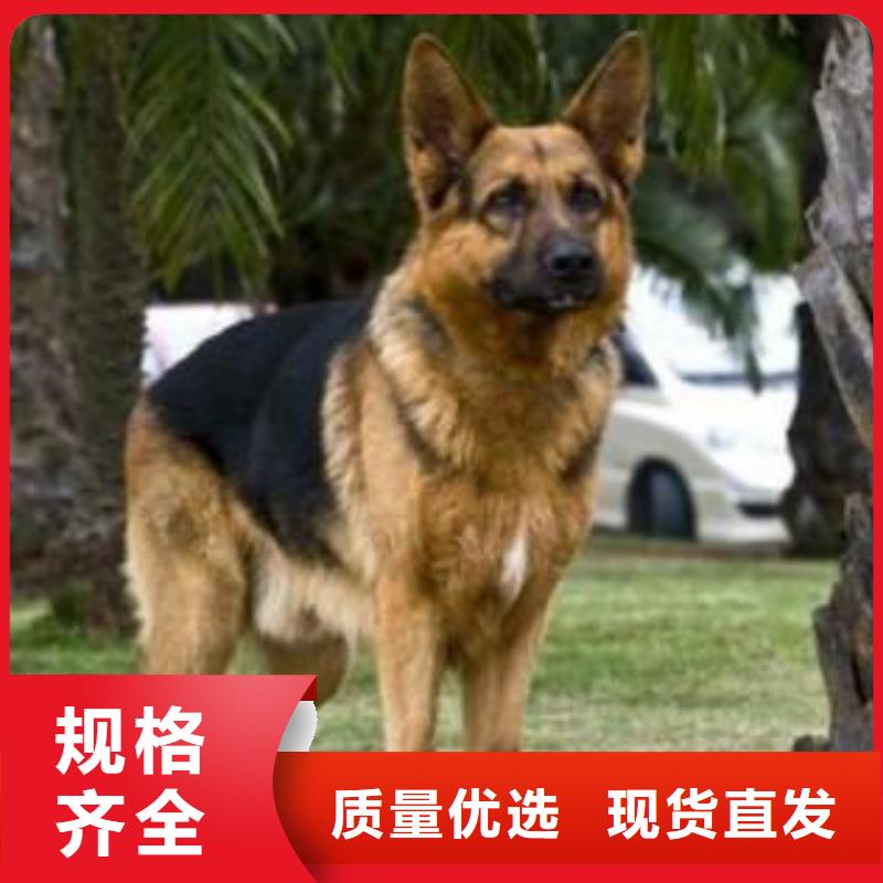 德国牧羊犬罗威纳犬厂家售后完善