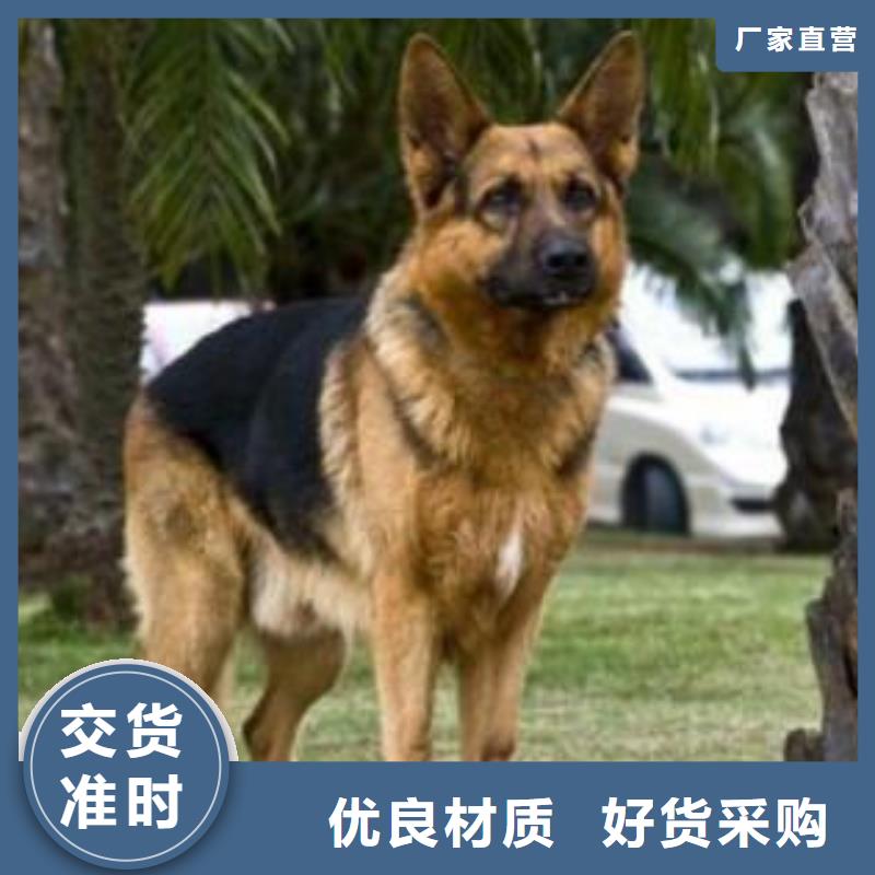 德国牧羊犬罗威纳犬闪电发货