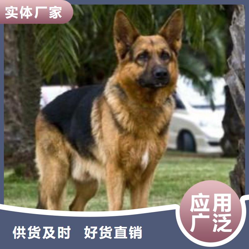 德国牧羊犬,卡斯罗犬生产型