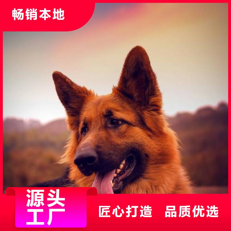 德国牧羊犬-德牧犬厂家批发价