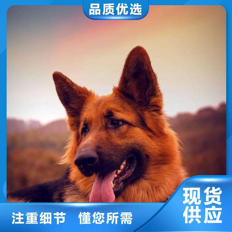 德国牧羊犬_卡斯罗犬实体厂家