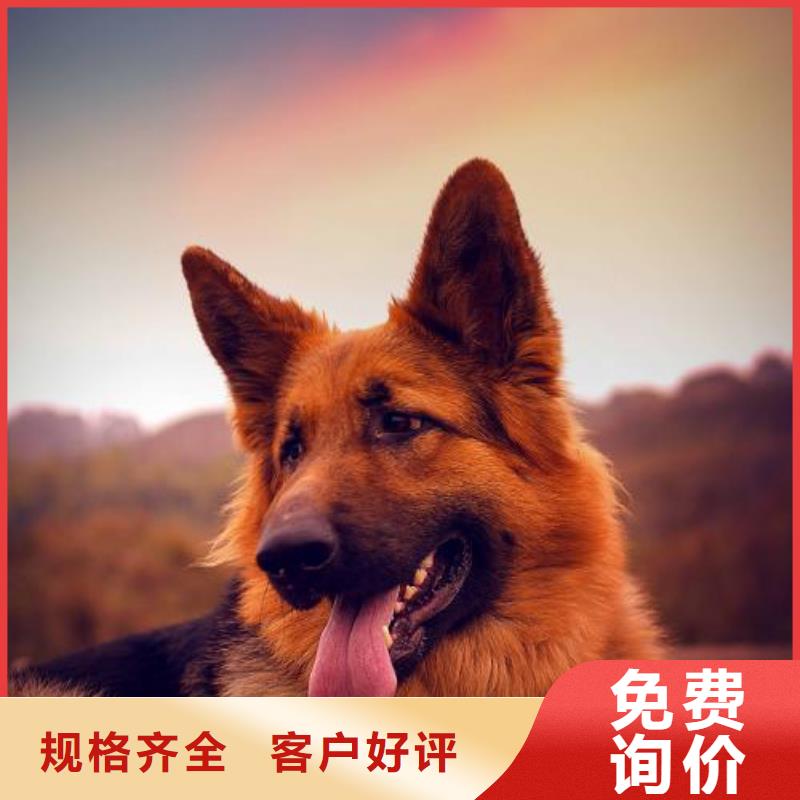 德国牧羊犬【罗威纳犬】好货直销