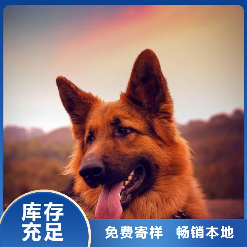 【德国牧羊犬】-杜宾犬来图定制量大从优