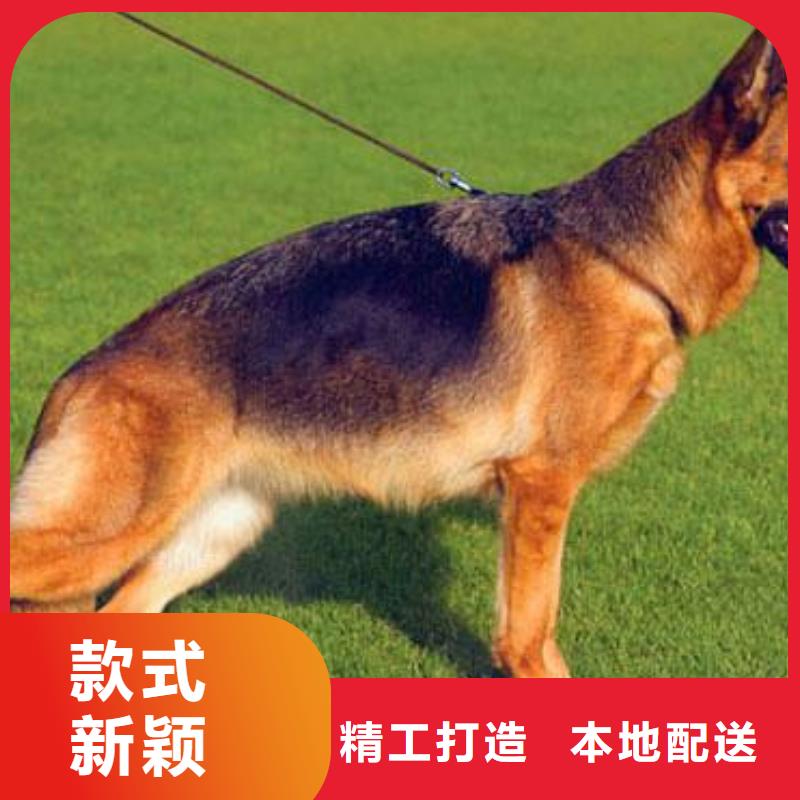 德国牧羊犬【马犬】厂家直接面向客户