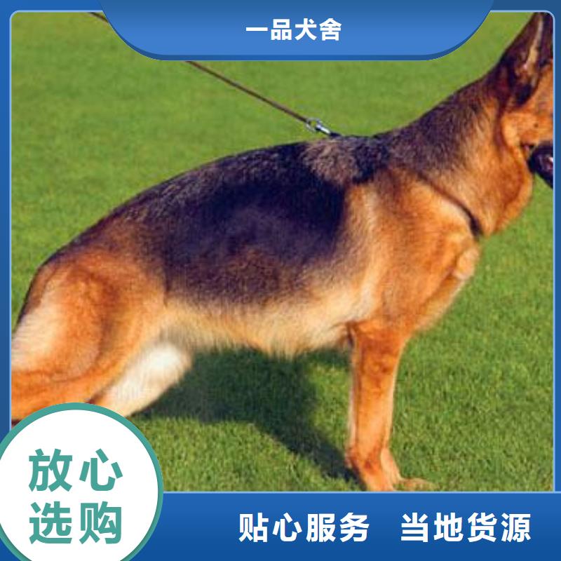 德国牧羊犬马犬来电咨询