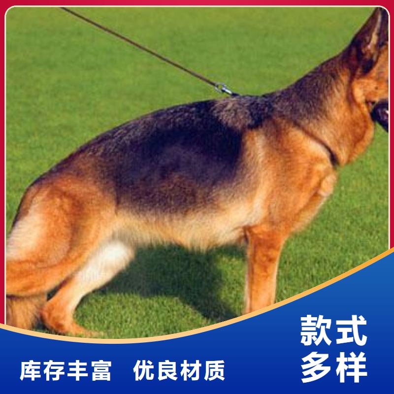 【德国牧羊犬】_德牧犬实力工厂