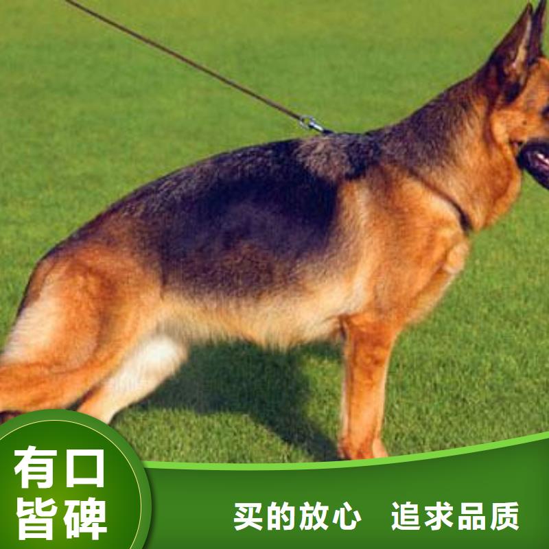 德国牧羊犬-德牧犬厂家批发价